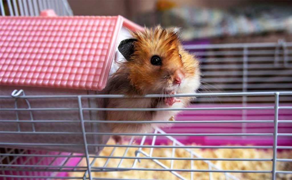 Giving a living animal is a horrible idea unless someone is totally onboard.